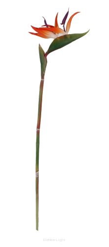 Strelicja gumowa pojedyncza 001-64 / CH07700308 80cm