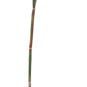 Strelicja gumowa pojedyncza 001-64 / CH07700308 80cm