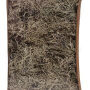 Susz Grey moss 150gr/box natural 495311