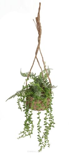 Starzec Rowleya wisząca doniczka śr13/h70cm 124CAN049