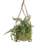 Starzec Rowleya wisząca doniczka śr13/h70cm 124CAN049
