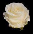 IVORY #XYCR545 kremowy