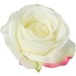 złamana biel #XYCR478