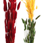 Dmuszek naturalny lagurus VIP5348 26734