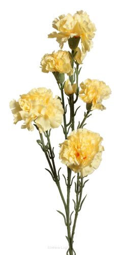 Goździk gałązkowy '7 MA0248 62cm