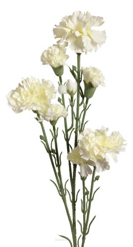 Goździk gałązkowy '7 MA0248 62cm