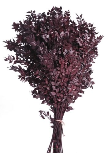 Ruscus preparowany bordowy 400g