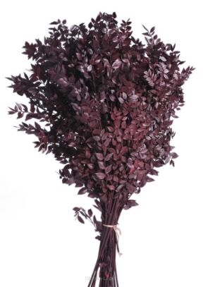 Ruscus preparowany bordowy 400g