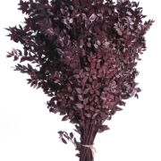 Ruscus preparowany bordowy 400g