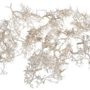 Tiny Skeleton /Dry Tree natura 250g 14766