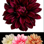 Dalia wyrobowa VIP2296 śr15cm