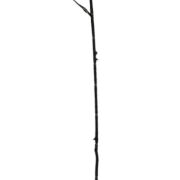 Róża gałązkowa KDGH13 black "63cm"