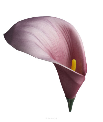 Kalia piankowa KDGK91 17cm