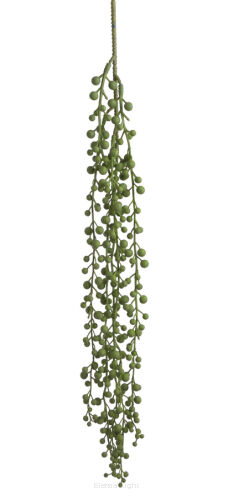 Starzec Rowleya 65cm 87CAN968_12