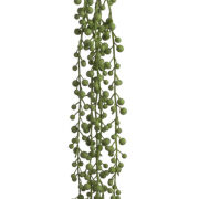 Starzec Rowleya 65cm 87CAN968_12