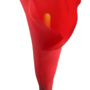 Kalla gumowa /M AL45546 75cm
