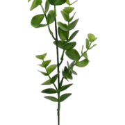 Dodatek  eukaliptus Z708  h53cm