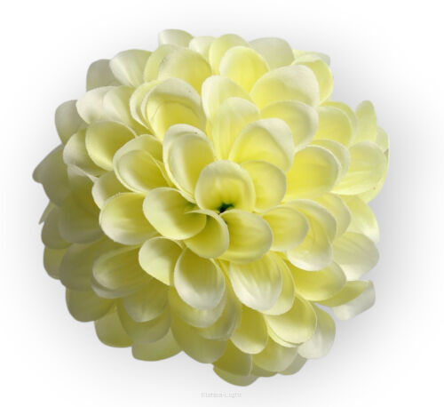 Dalia pomponowa główka MH001