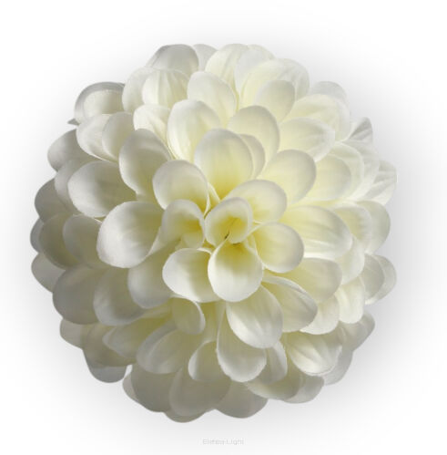 Dalia pomponowa główka MH001