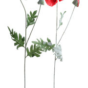 Mak omszała gałązka KDGK158 h70cm/ ⌀13cm