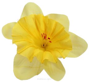 Żonkil wyrobowy (bez łodygi) 11cm KWX050