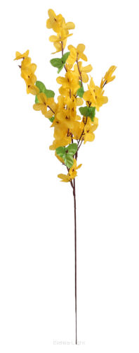 Forsycja pik KWM074 50cm