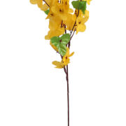 Forsycja pik KWM074 50cm
