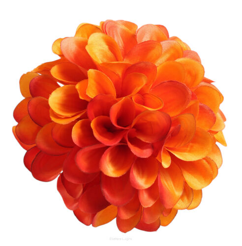 Dalia pomponowa 12cm T194-23-0699