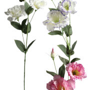 Eustoma T137-24-1793 h80cm