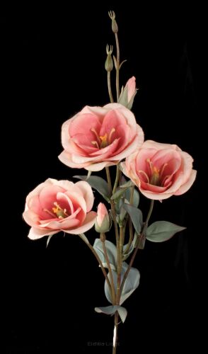 Eustoma gałązkowa HD9102 75cm