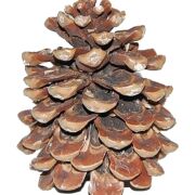 Szyszka  Pinea mała 6-7 cm