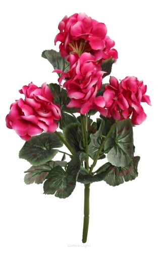 Pelargonia YX05-126 34cm