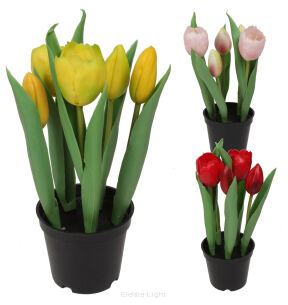 Tulipan gumowy w doniczce CV10552