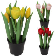 Tulipan gumowy w doniczce CV10552