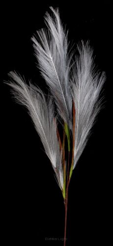Trawa pampasowa 108cm BET256/ 258/ 261