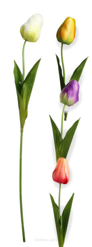 Tulipan L319 h70cm