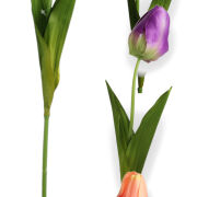 Tulipan L319 h70cm