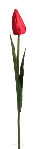 Tulipan na łodydze L120