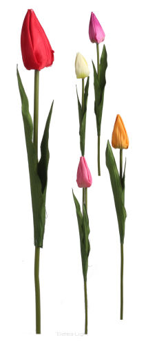 Tulipan na łodydze L120