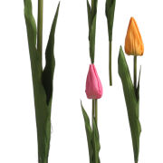 Tulipan na łodydze L120