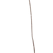 Shola dazel flower I699 (27308)