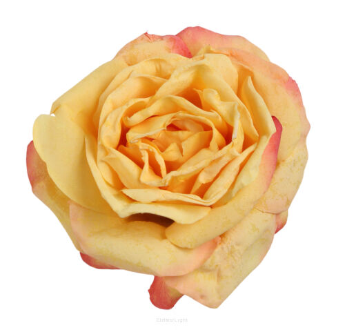 Róża wyrobowa 11cm KDGA997
