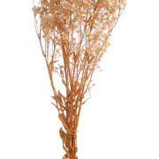 Gipsówka preparowana 305CAN-MTX (27152) 70cm