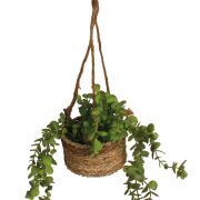 Doniczka wisząca z eukaliptusem 124CAN051 śr13/h80cm