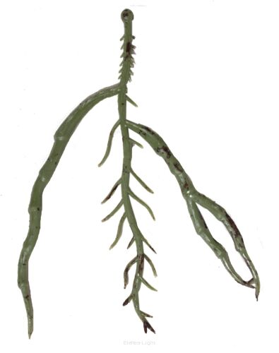 Korzenie storczyka KDGK86 12cm