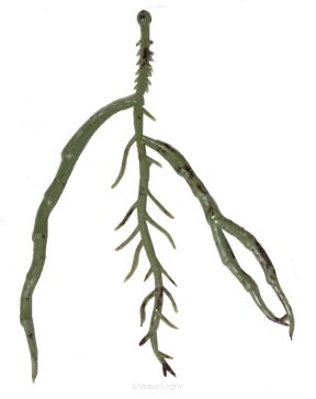 Korzenie storczyka KDGK86 12cm