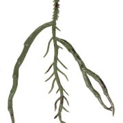 Korzenie storczyka KDGK86 12cm