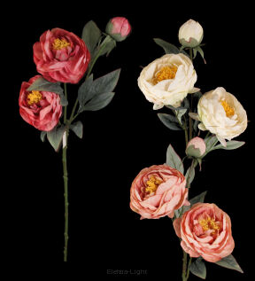 Peonia gałązkowa x3 HD9103 78cm
