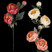 Peonia gałązkowa x3 HD9103 78cm