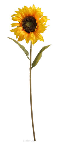 Słonecznik pojedynczy CV31423 60cm